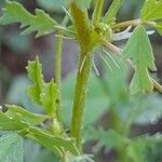 Medicago laciniata Rhisgl