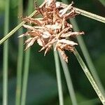 Cyperus papyrus Frutto