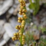 Botrychium lunaria Fruit