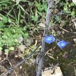Salvia chamaedryoides Flor