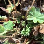 Alchemilla mollis برگ