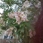 × Chitalpa tashkentensis Flors