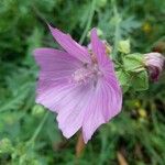 Malva alceaFlor