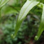 Blechnum orientale Лист