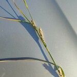 Carex hirta 花