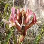 Astragalus incanus फूल