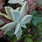 Graptopetalum paraguayense Feuille