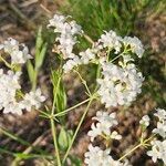 Galium glaucum Floro