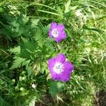 Geranium sylvaticum Flor