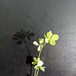 Trifolium campestre葉