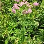 Achillea asiatica Hábitos