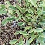 Grewia bicolor Leaf