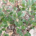 Arctostaphylos × media Hoja