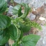 Amaranthus blitum Blomst