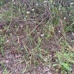 Nothoscordum gracile 形態
