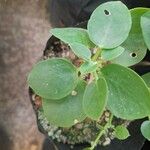 Capparis cartilaginea Leaf