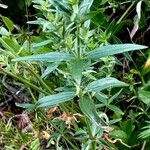 Galium boreale Leaf