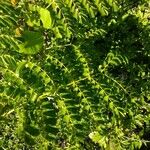 Caesalpinia bonduc برگ