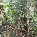 Hylodendron gabunense Corteza