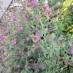 Medicago sativa موطن