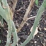 Chamaedorea microspadix Bark