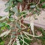 Buddleja asiatica Alkat (teljes növény)