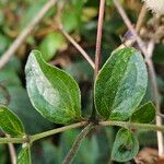 Clematis integrifolia Leaf