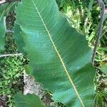 Banksia robur पत्ता