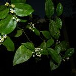 Malpighia albiflora Flor