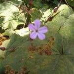 Geranium robertianumമറ്റ്