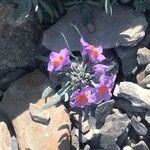 Linaria alpina 花