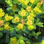 Euphorbia spinosa Λουλούδι