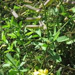 Crotalaria retusa Φρούτο