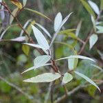 Salix laevigata Лист