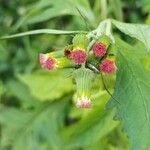 Crassocephalum crepidioides Blüte