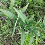 Eupatorium altissimum Levél