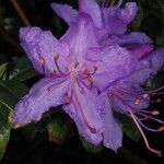 Rhododendron augustinii Flor