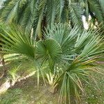 Sabal palmetto عادت داشتن