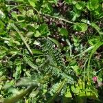 Pedicularis rostratospicata 葉