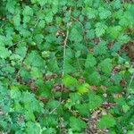 Crataegus marshallii Leaf