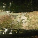 Rinorea pectino-squamata 樹皮