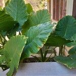 Alocasia macrorrhizos Feuille