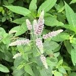 Mentha longifoliaFlower