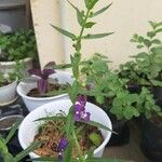 Angelonia biflora Flor