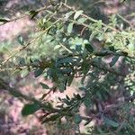 Acacia acinacea Hoja