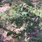 Acacia acinacea Levél