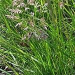 Poa pratensis Bleunienn