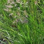 Poa pratensis Flower