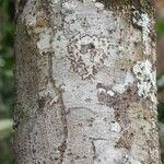 Licania densiflora Bark