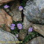 Viola crassiuscula Habit